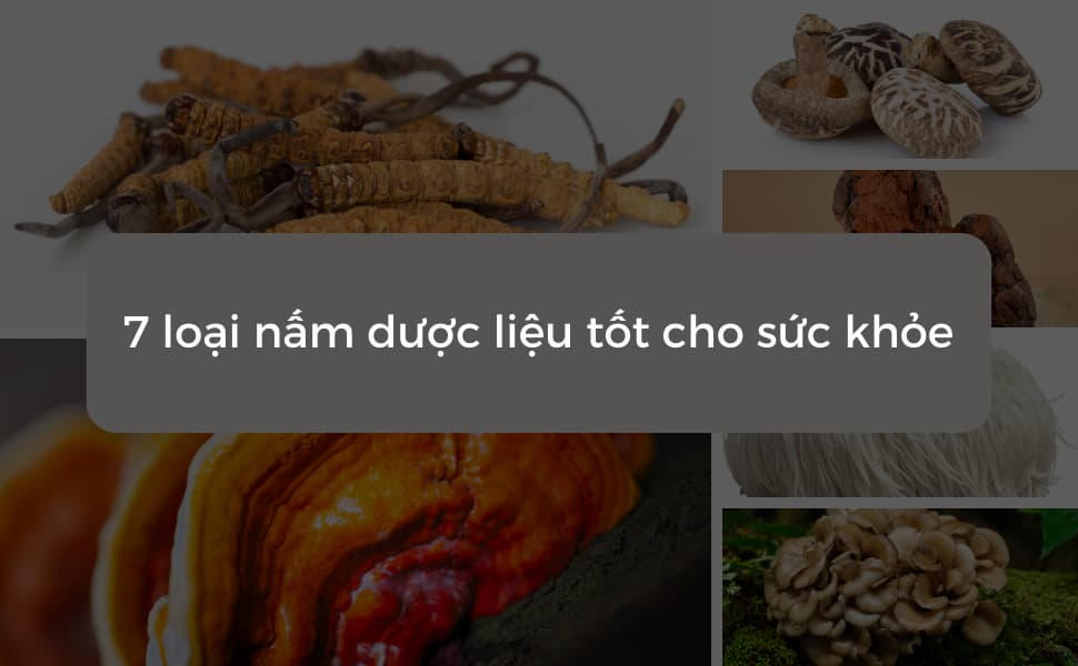 7 loại nấm dược liệu tốt với sức khỏe