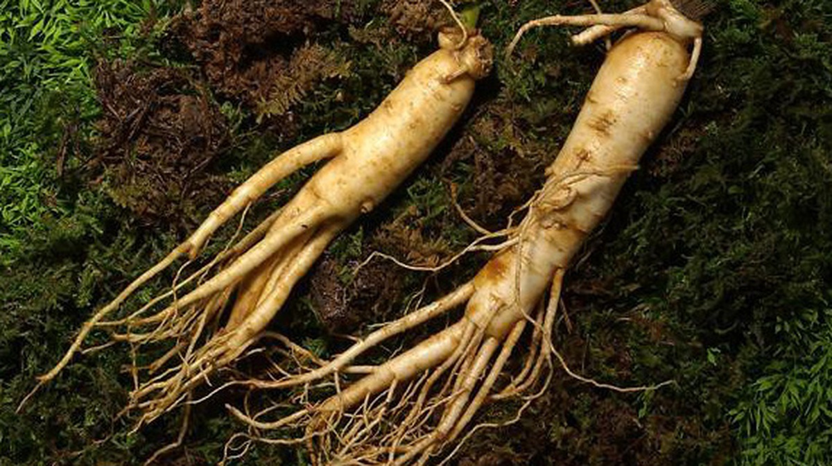 Ai Không Nên Dùng Nhân Sâm 10 Đối Tượng Cần Thận Trọng