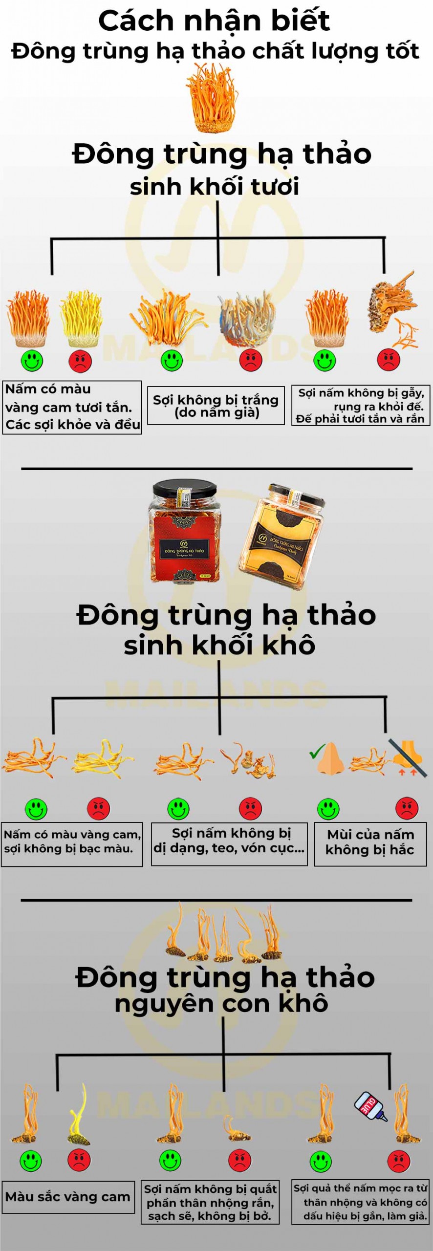 Các nhận biết Đông trùng hạ thảo chất lượng tốt