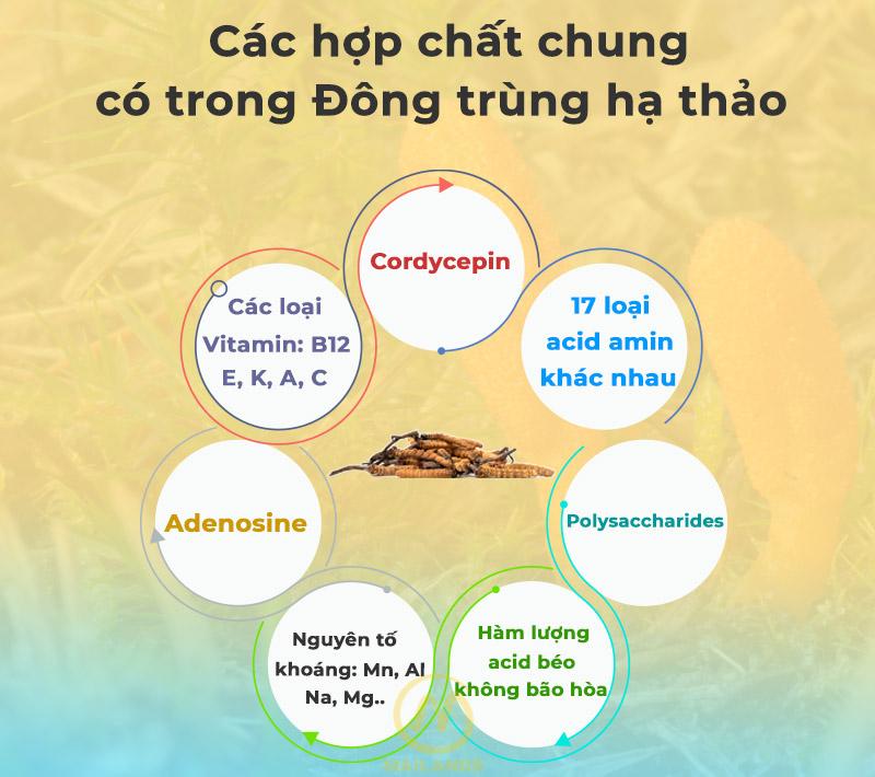 Thành phần dược chất có trong Đông trùng hạ thảo