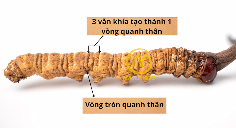 Trên thân của con Đông trùng có khoảng 20-30 vằn khía, cứ 3 vằn khía lại tạo thành 1 vòng tròn