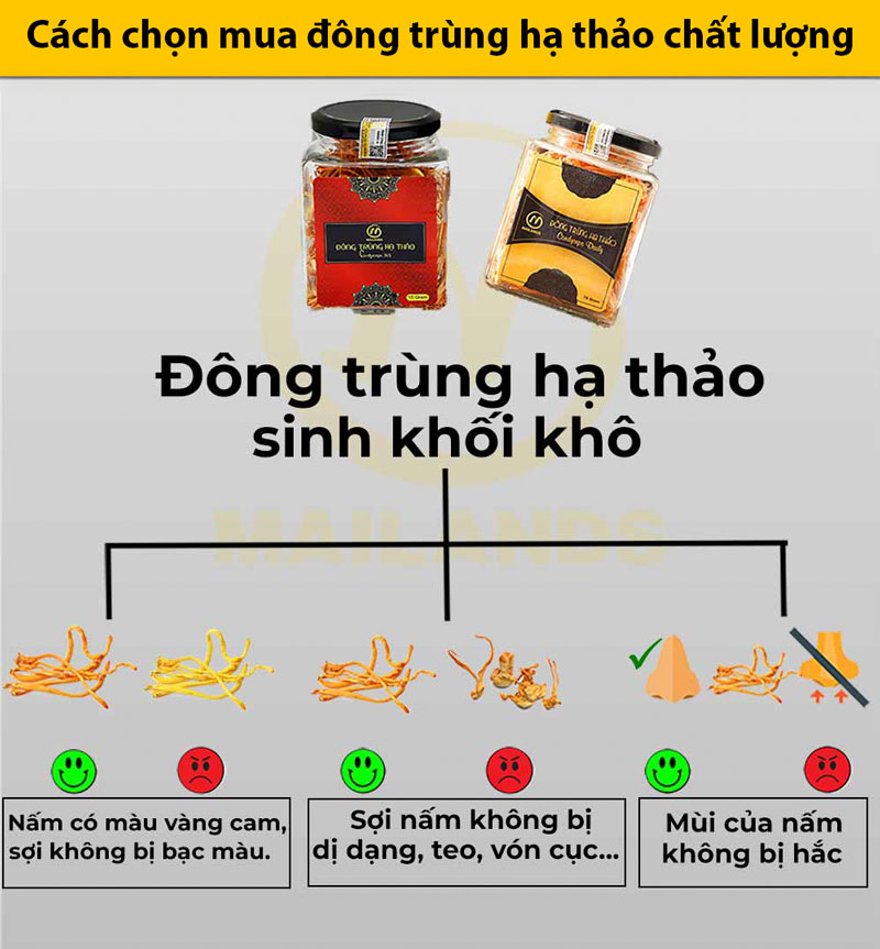 Cách lựa chọn nấm đông trùng hạ thảo khô