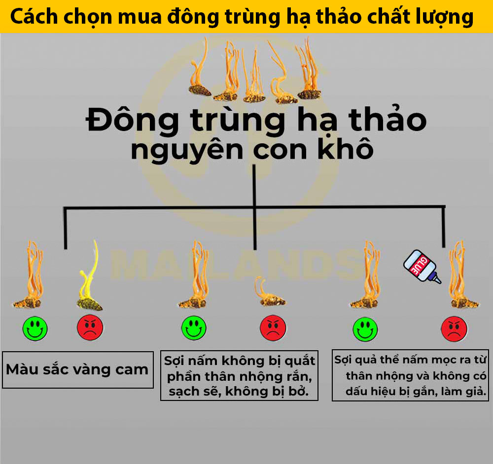 Bí quyết chọn mua nấm Đông trùng hạ thảo nhộng tằm