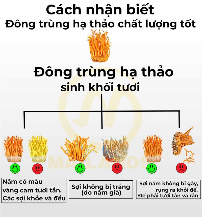 Cách lựa chọn nấm đông trùng hạ thảo tươi