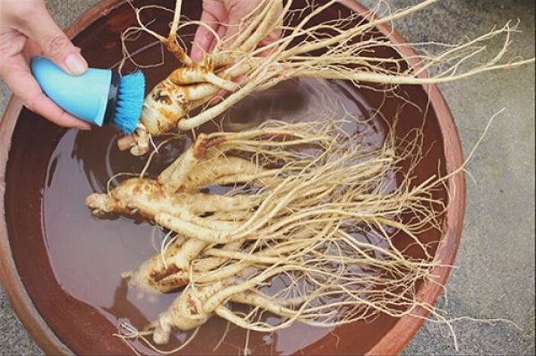 Cách rửa sâm tươi đúng chuẩn không mất dưỡng chất