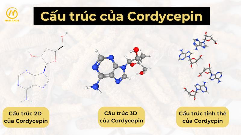 Cấu trúc của Cordycepin