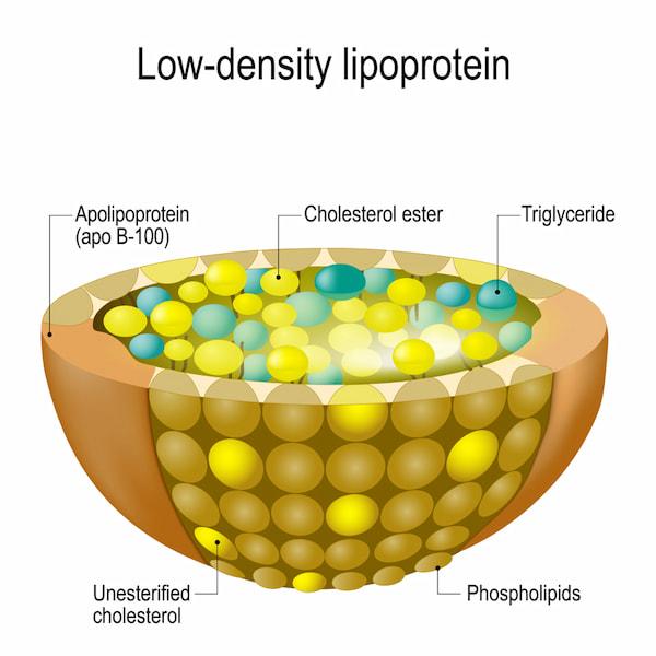 Cấu trúc của lipoprotein mật độ thấp