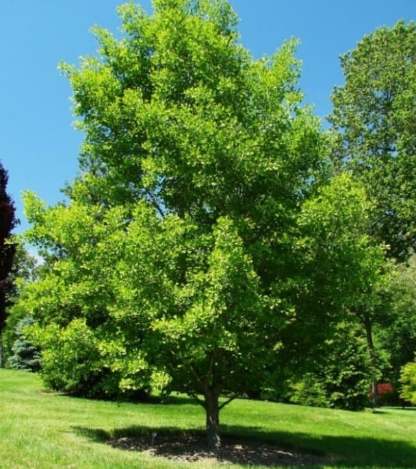 cây bạch quả tiếng anh gọi là ginkgo biloba (1)