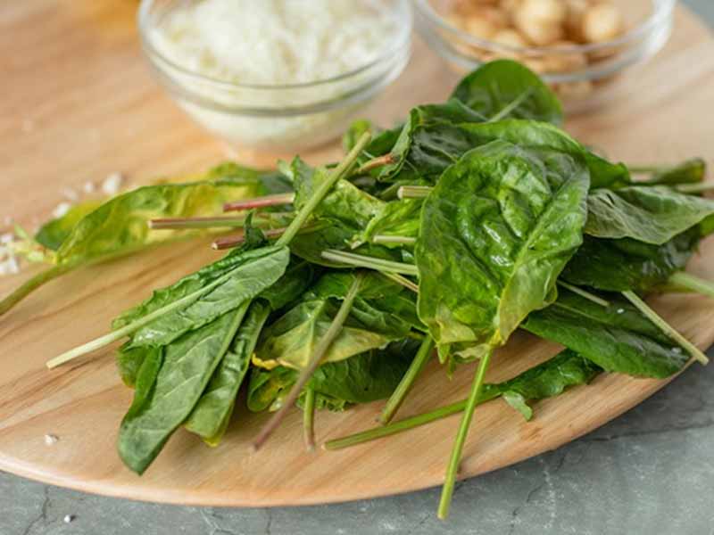 cay-me-chua Cây me chua