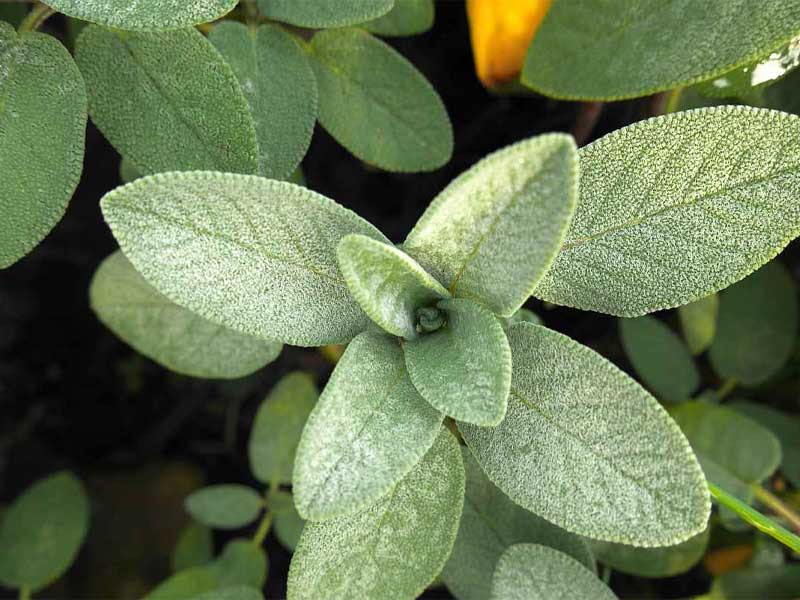 cay-xo-thom Cây xô thơm