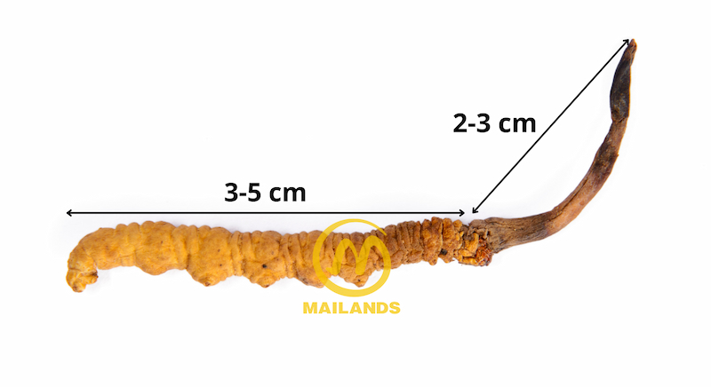 Đông trùng hạ thảo thật có phần thân trùng dài 3-5cm và quả thể dài 2-3 cm