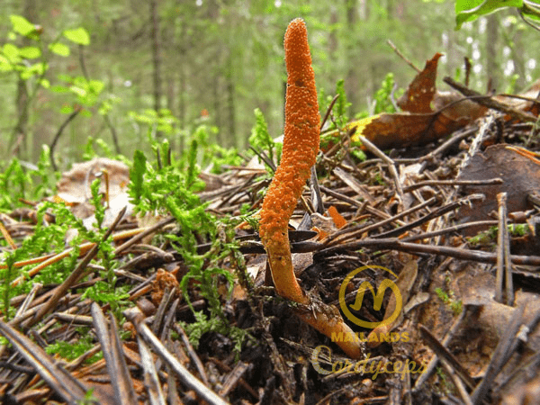 Natural cordyceps