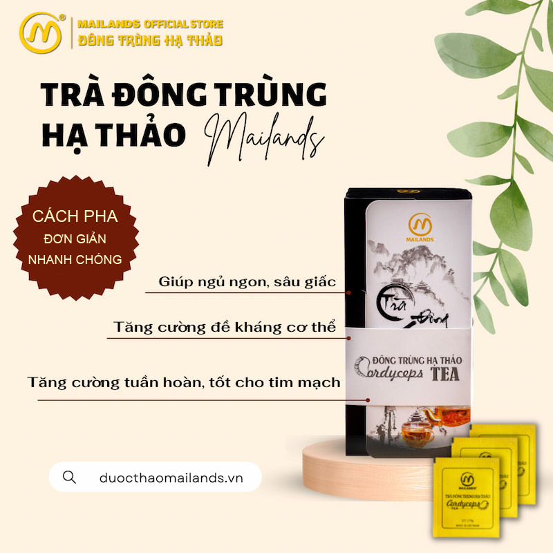 Công dụng của trà đông trùng hạ thảo túi lọc Mailands