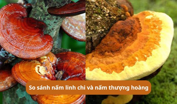 So sánh nấm linh chi và nấm thượng hoàng: Loại nào tốt hơn cho sức khỏe của bạn? - Saigonsava.com