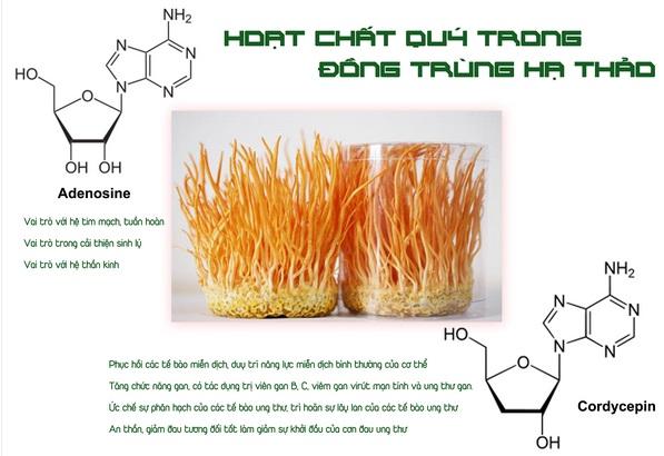 Cordycepin trong đông trùng hạ thảo