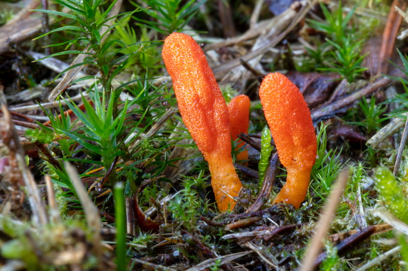 Cordyceps militaris là gì?