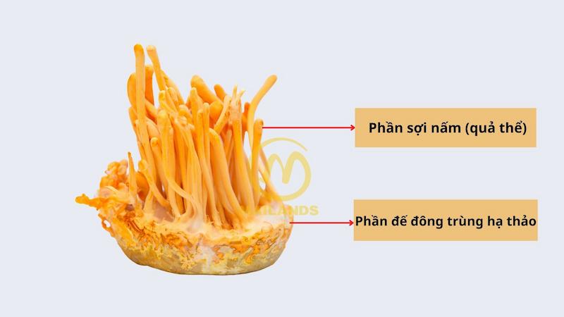 Đông trùng hạ thảo nuôi trên sinh khối có những đặc điểm nhận biết nào