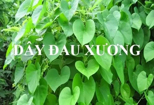 Cao dây đau xương là gì?