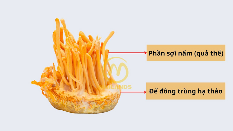 Đế Đông trùng hạ thảo là bộ phận dinh dưỡng cho nấm phát triển