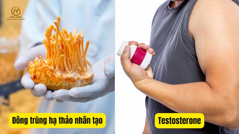 Đông trùng hạ thảo nhân tạo với testosterone