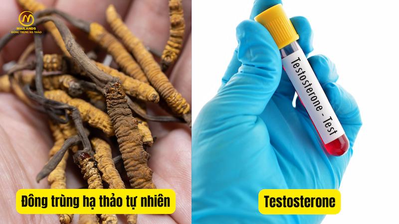 Đông trùng hạ thảo tự nhiên và Testosterone