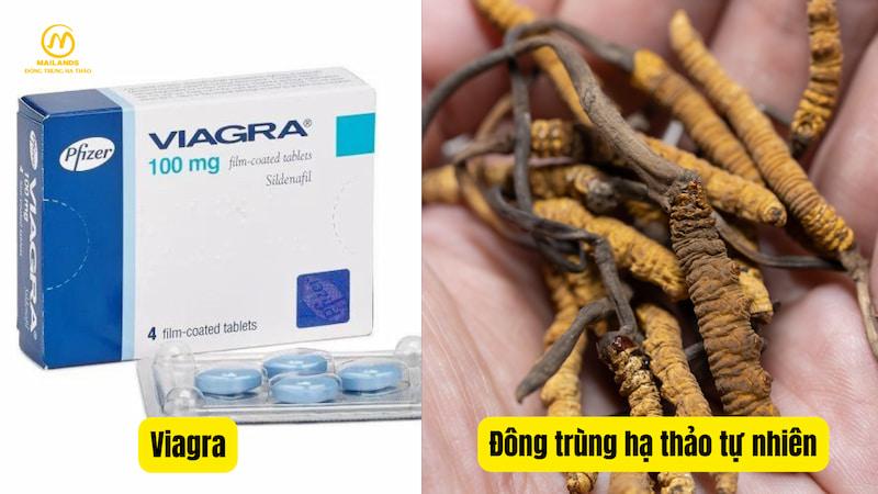 Đông trùng hạ thảo được ví như viagra tự nhiên