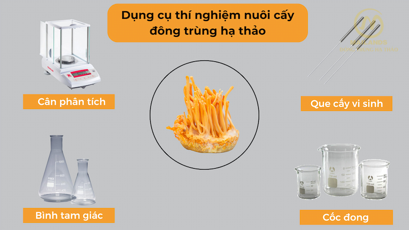 Bộ dụng cụ hỗ trợ nuôi đông trùng hạ thảo gồm: Cân điện tử 4 số, que cấy vi sinh, bình tam giác, cốc đong.