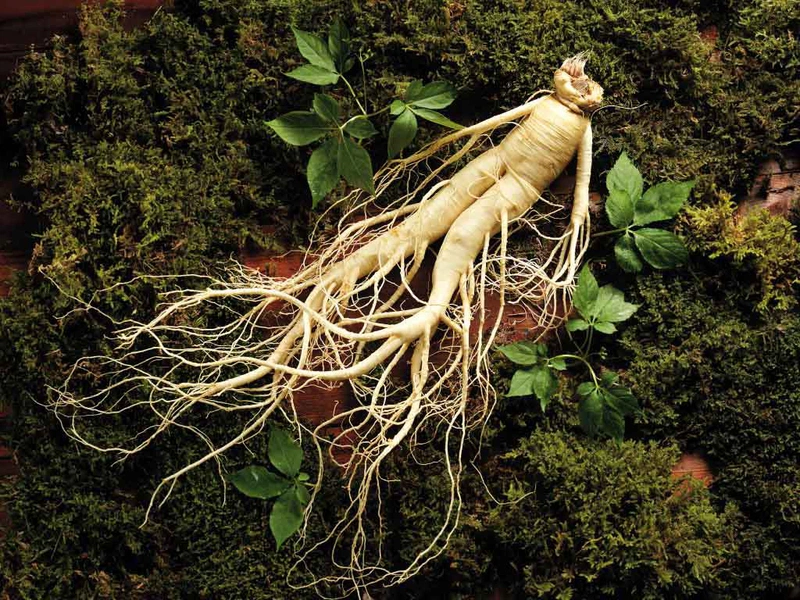 Ginsenoside là gì và công dụng với sức khỏe