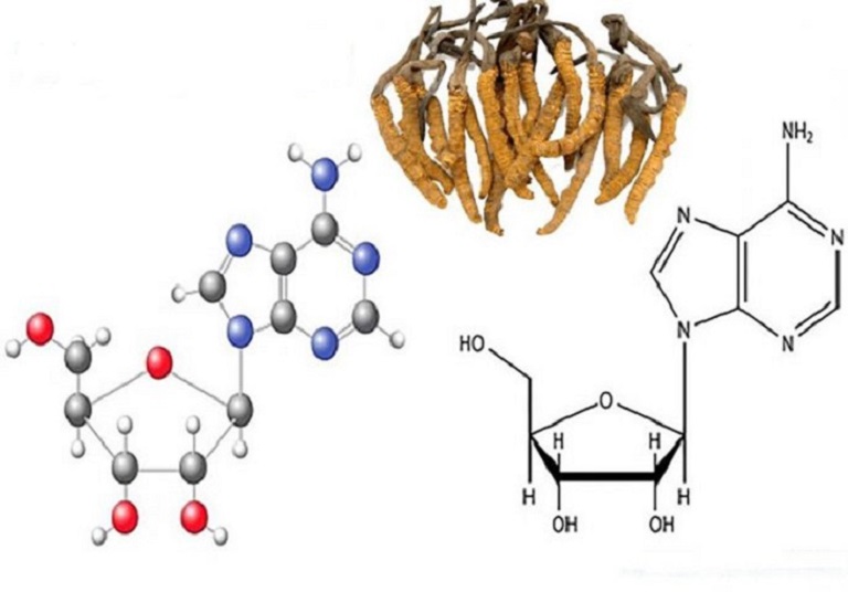 Tìm hiểu về hàm lượng Cordycepin trong Đông Trùng Hạ Thảo?