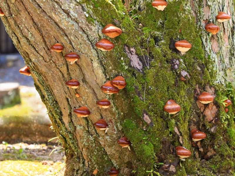 hitokuchitake-mushroom Nấm Hitokuchitake