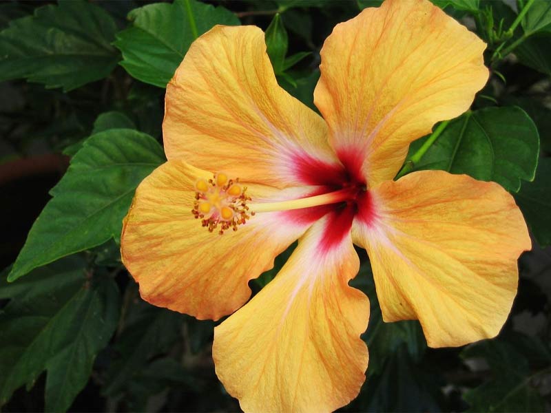 Hibiscus - Thảo dược chữa mất ngủ