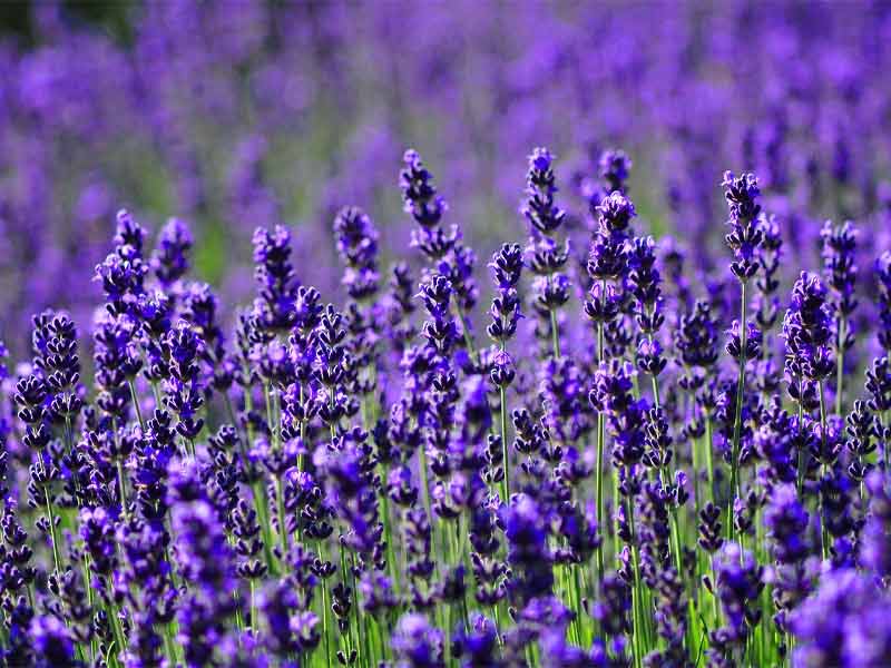 Lavender