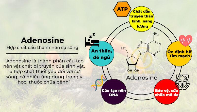 Hoạt chất Adenosine