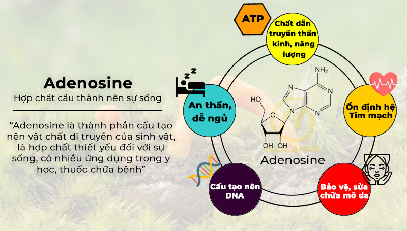 Hoạt chất Adenosine