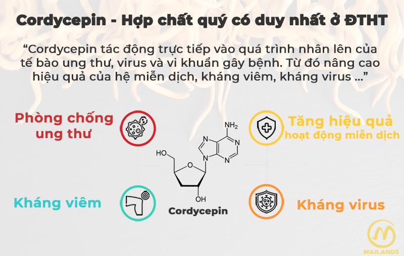 Hoạt chất Cordycepin trong đông trùng hạ thảo có khả năng chống viêm