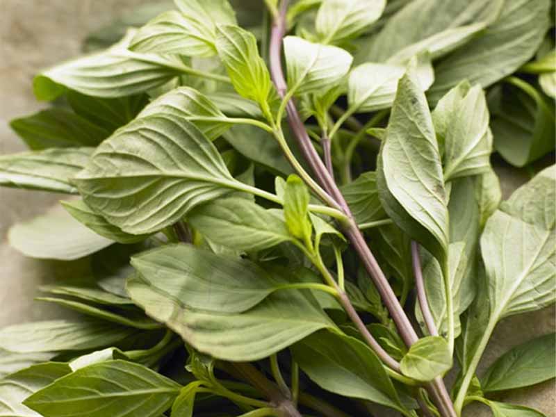 hung-que-thai Húng quế Thái