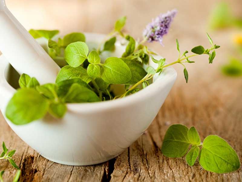 kinh-gioi Kinh giới