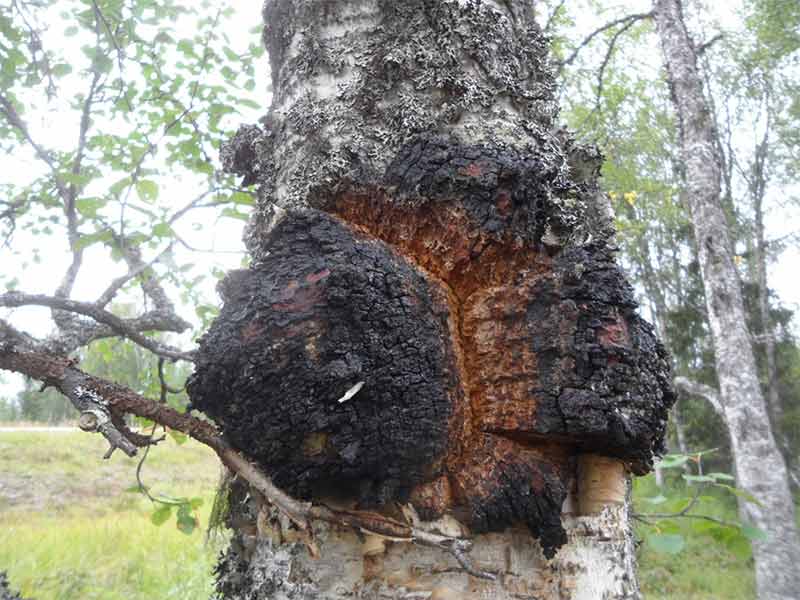 Cách làm sạch nấm Chaga