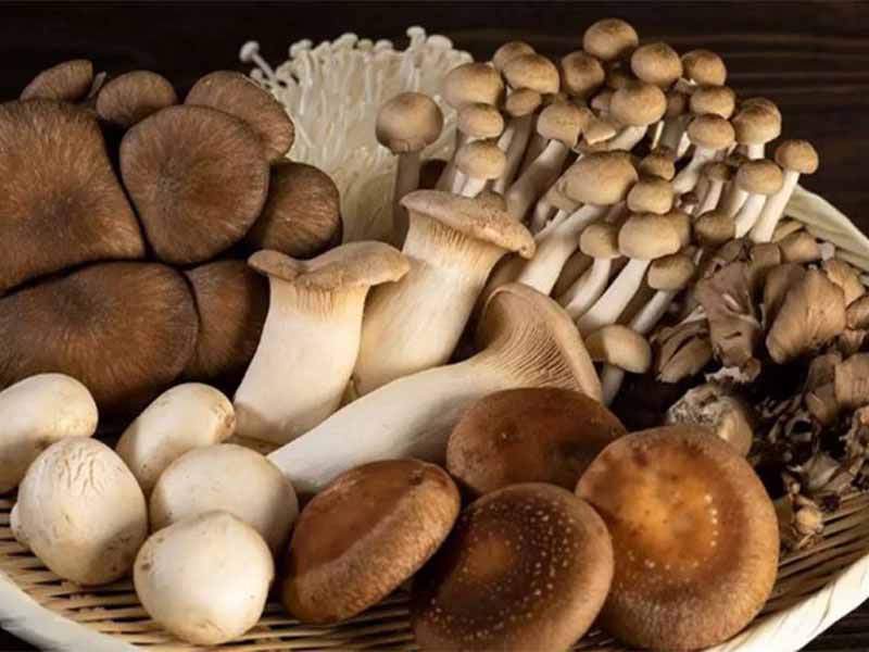 loai-nam-dat-nhat-the-gioi Lí do vì sao một số loại nấm có giá cao