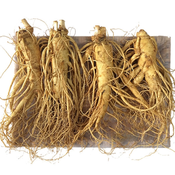 10 Lợi Ích Vàng Của Nhân Sâm Hàn Quốc Với Sức Khỏe