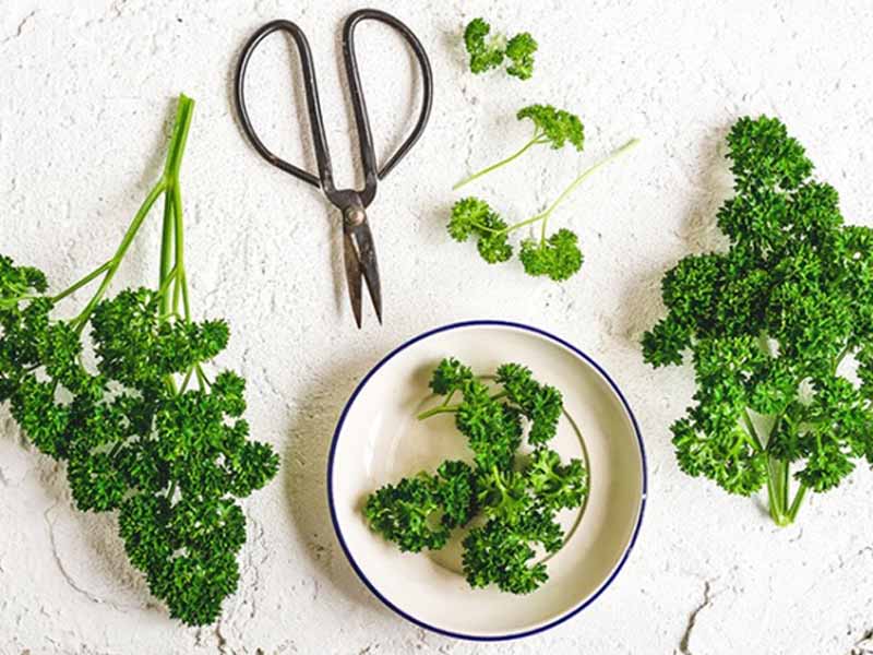 Mùi tây Parsley