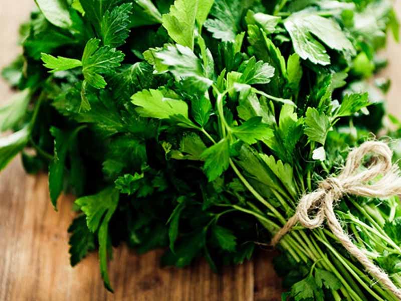 mui-tay-y Mùi tây Ý