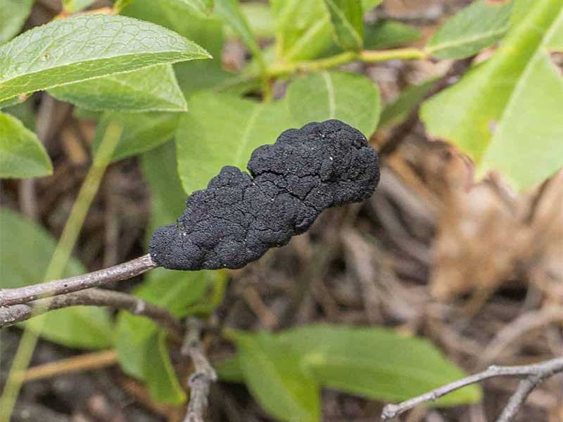 Nấm Apiosporina morbosa