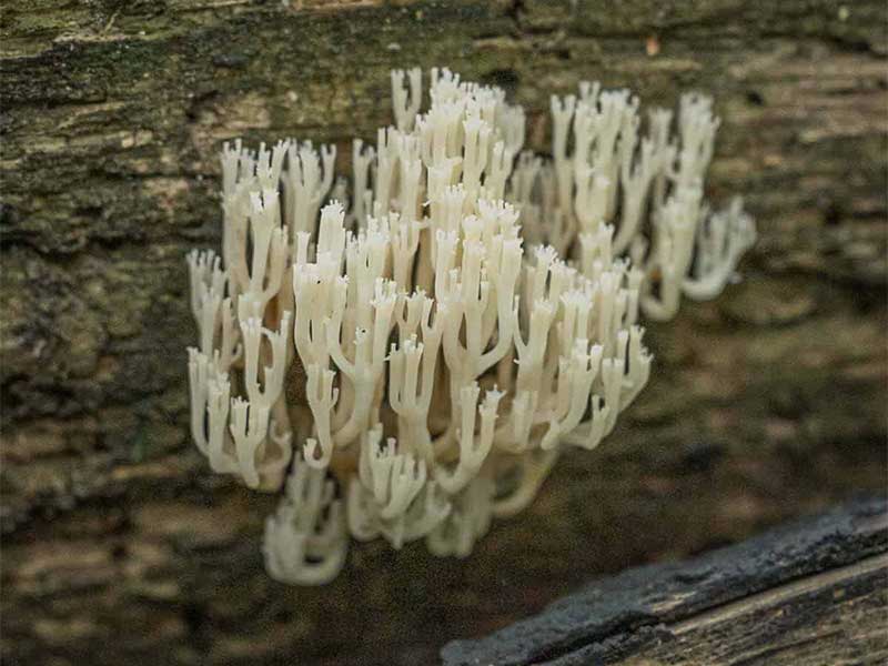 Nấm Artomyces Pyxidatus - Nấm Rể sừng