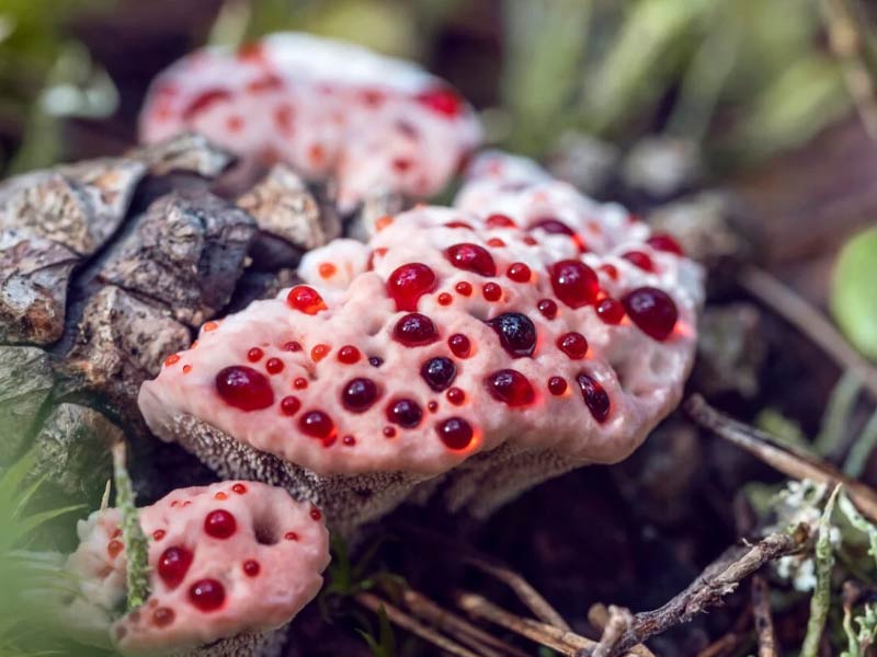 Nấm đẹp nhất thế giới - Bleeding Tooth Fungus