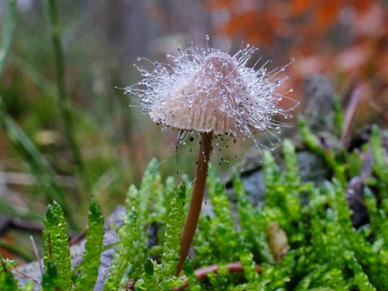 nam-bonnet-mold Nấm Bonnet Mold