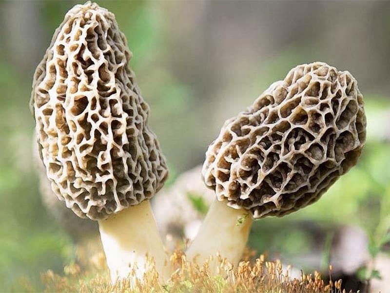 Nấm bụng dê mọc ở những khúc gỗ mục nát