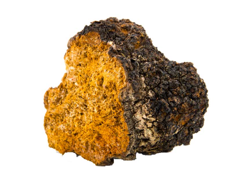 Nấm Chaga