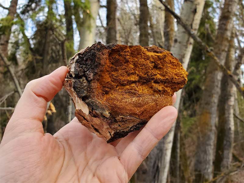 Nấm chaga bảo quản trong bao lâu