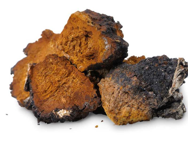 nấm chaga